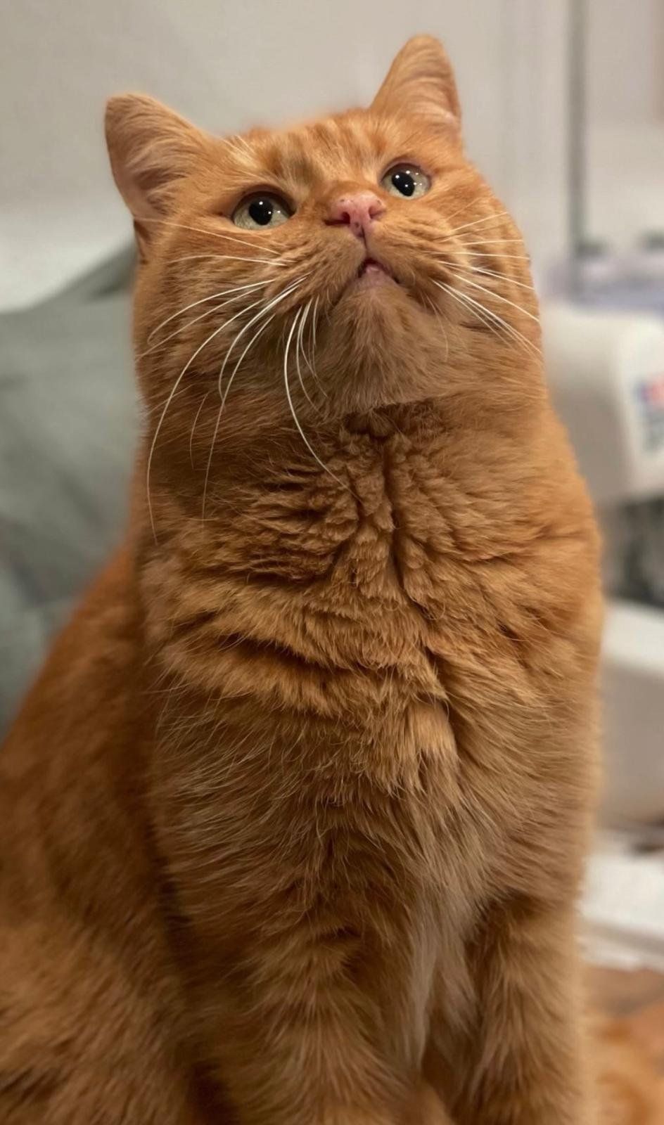 Pippa